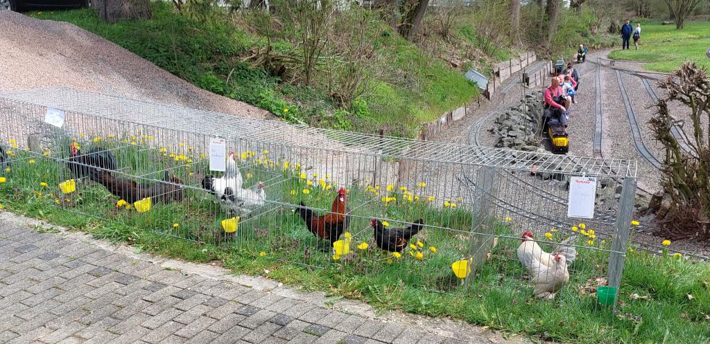 Geflügel neben der Bahn