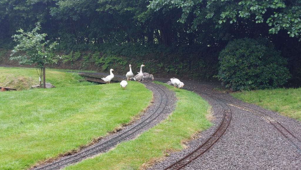 Gänse auf den Gleisen