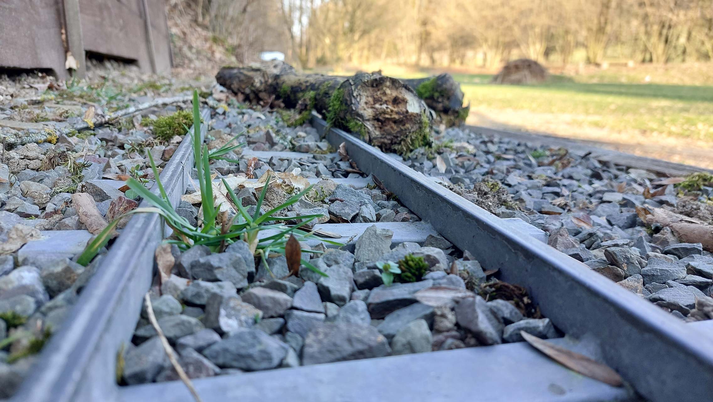 Gras und Holz im Gleis
