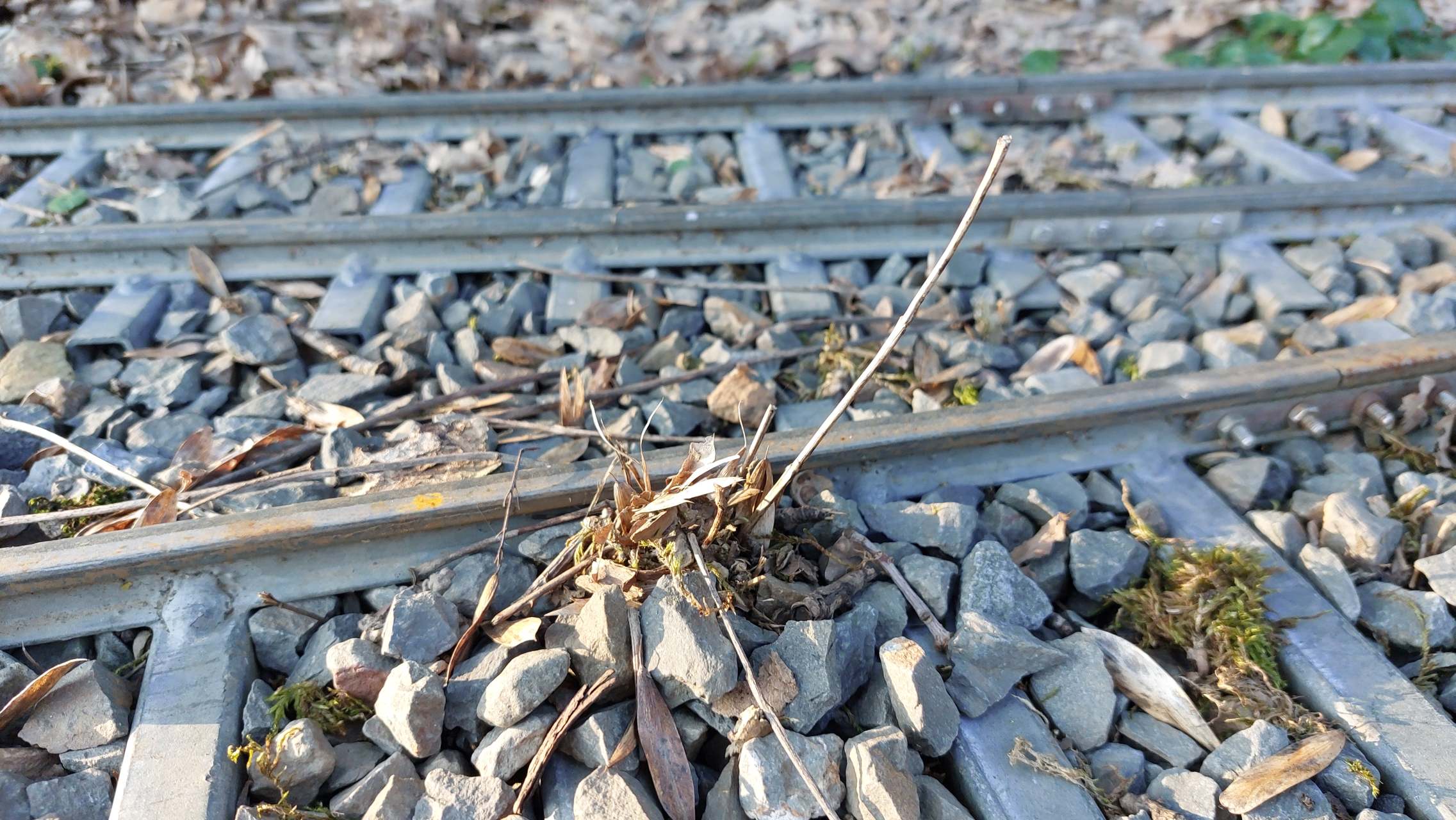 Haufen aus Steinen, Stengeln und Moos