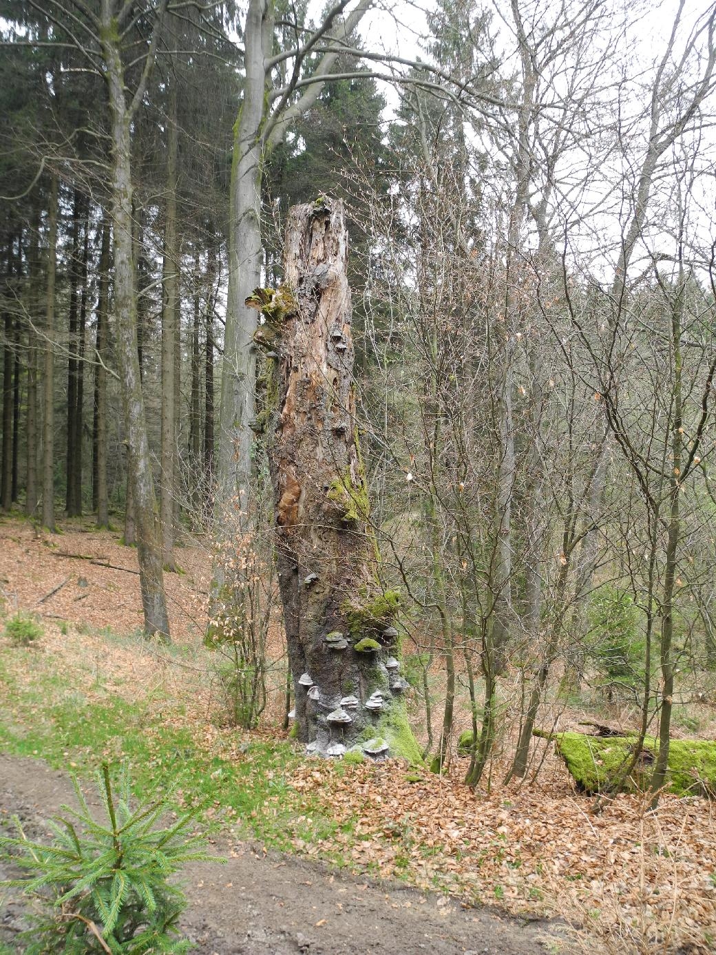 Toter Baum als Insektenhotel