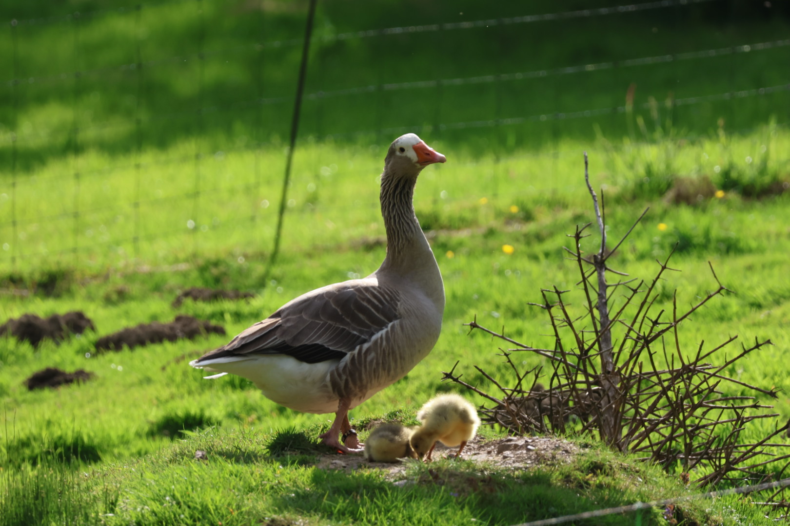 Gäaneküken mit Gans